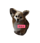 さくらの顏で表現スタンプ（個別スタンプ：4）