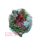 Succulents（個別スタンプ：2）