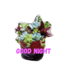 Succulents（個別スタンプ：3）