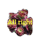 Succulents（個別スタンプ：5）