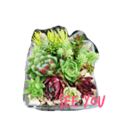 Succulents（個別スタンプ：6）