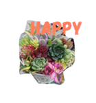Succulents（個別スタンプ：7）