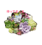 Succulents（個別スタンプ：8）
