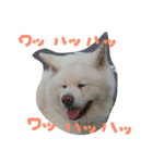 AKITAINU Gin＆Kotarou（個別スタンプ：1）