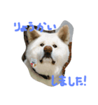 AKITAINU Gin＆Kotarou（個別スタンプ：2）