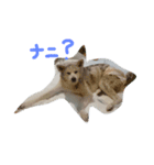 AKITAINU Gin＆Kotarou（個別スタンプ：4）