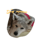 AKITAINU Gin＆Kotarou（個別スタンプ：5）