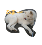 AKITAINU Gin＆Kotarou（個別スタンプ：6）