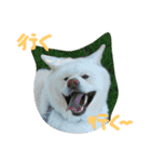 AKITAINU Gin＆Kotarou（個別スタンプ：7）