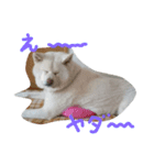 AKITAINU Gin＆Kotarou（個別スタンプ：8）