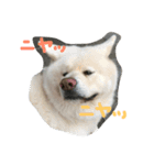 AKITAINU Gin＆Kotarou（個別スタンプ：11）