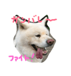AKITAINU Gin＆Kotarou（個別スタンプ：12）