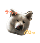 AKITAINU Gin＆Kotarou（個別スタンプ：13）