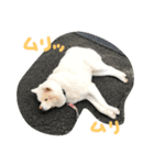 AKITAINU Gin＆Kotarou（個別スタンプ：14）