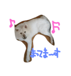 AKITAINU Gin＆Kotarou（個別スタンプ：15）