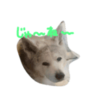 AKITAINU Gin＆Kotarou（個別スタンプ：16）