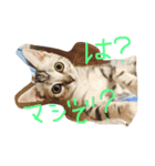 うにまるなの。（個別スタンプ：1）