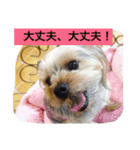 ヨーキーのムギムギ 2（個別スタンプ：1）