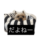 ヨーキーのムギムギ 2（個別スタンプ：2）
