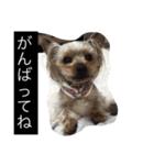 ヨーキーのムギムギ 2（個別スタンプ：3）