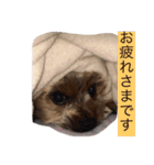 ヨーキーのムギムギ 2（個別スタンプ：4）