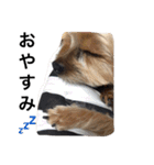 ヨーキーのムギムギ 2（個別スタンプ：8）