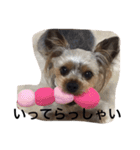 ヨーキーのムギムギ 2（個別スタンプ：9）
