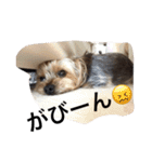 ヨーキーのムギムギ 2（個別スタンプ：17）