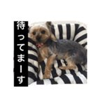 ヨーキーのムギムギ 2（個別スタンプ：21）