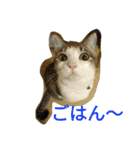 あそぼ。（個別スタンプ：1）