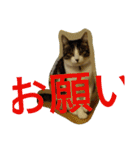 あそぼ。（個別スタンプ：21）