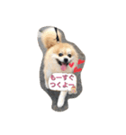 ポメちゃんの日常です♪（個別スタンプ：1）