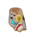 ポメちゃんの日常です♪（個別スタンプ：2）
