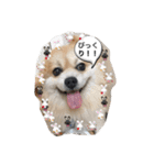 ポメちゃんの日常です♪（個別スタンプ：3）