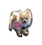 ポメちゃんの日常です♪（個別スタンプ：5）