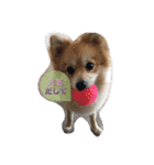 ポメちゃんの日常です♪（個別スタンプ：6）