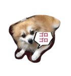 ポメちゃんの日常です♪（個別スタンプ：7）