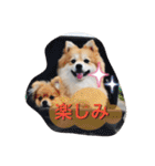 ポメちゃんの日常です♪（個別スタンプ：8）