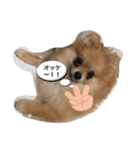 ポメちゃんの日常です♪（個別スタンプ：10）
