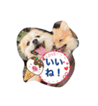 ポメちゃんの日常です♪（個別スタンプ：11）