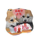 ポメちゃんの日常です♪（個別スタンプ：12）