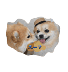 ポメちゃんの日常です♪（個別スタンプ：13）