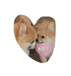 ポメちゃんの日常です♪（個別スタンプ：16）