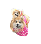 ポメちゃんの日常です♪（個別スタンプ：17）