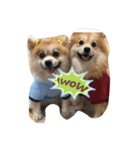 ポメちゃんの日常です♪（個別スタンプ：20）
