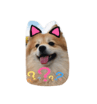 ポメちゃんの日常です♪（個別スタンプ：22）