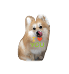 ポメちゃんの日常です♪（個別スタンプ：24）