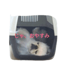 ペキドッグ（個別スタンプ：3）