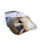 ペキドッグ（個別スタンプ：5）