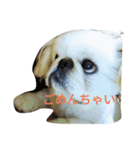 ペキドッグ（個別スタンプ：6）